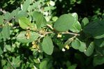fotografie Dekoratívne rastliny Hedge Skalník, Európsky Skalník (Cotoneaster), zelená