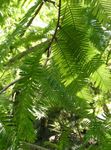 foto Le piante ornamentali Metasequoia , verde