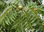 Photo Ornamental Plants Walnut (Juglans), green