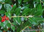 Foto Dekorative Pflanzen Stechpalme, Schwarzerle, Amerikanische Holly (Ilex), grün