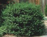 φωτογραφία Διακοσμητικά φυτά Holly, Μαύρο Σκλήθρα, Αμερικανός Πουρνάρια (Ilex), σκούρο-πράσινος