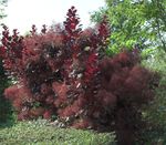 Фото Декоративні Рослини Скумпія (Cotinus), бордовий
