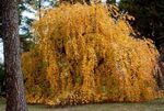 zdjęcie Dekoracyjne Rośliny Katsura Drzewo (Cercidiphyllum), żółty
