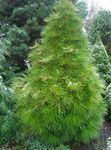 Photo Ornamental Plants Japanese Umbrella Pine (Sciadopitys), light green