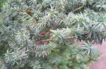 fotoğraf Süs Bitkileri Ingilizce Porsuk, Kanadalı Porsuk, Zemin Baldıran (Taxus), simli