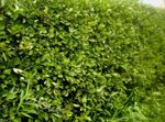 Photo Ornamental Plants Midland hawthorn (Crataegus), green