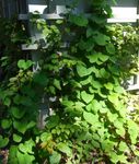 fotografija Okrasne Rastline Nizozemec Je Cev (Broadleafed Birthwort) (Aristolochia macrophylla), zelena