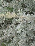 Photo Ornamental Plants Sea Orache, Mediterranean Saltbush (Atriplex halimus), silvery