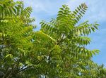 Photo des plantes décoratives Arbre Du Ciel, Sumac Chinois, Puer Arbre (Ailanthus altissima), vert