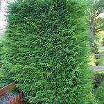 Fil Dekorativa Växter Leyland Cypress (Cupressocyparis), ljus-grön
