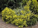 foto Le piante ornamentali Euonymus , giallo