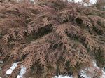 Photo Ornamental Plants Siberian Carpet Cypress (Microbiota decussata), green