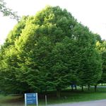 Фото Декоративні Рослини Граб (Carpinus betulus), зелений