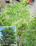 Photo Ornamental Plants Kentucky coffee tree (Gymnocladus dioicus), green