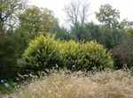 Foto Dekorative Pflanzen Liguster, Goldenen Liguster (Ligustrum), gelb