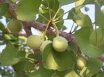 fotoğraf Süs Bitkileri Mabet Ağacı (Ginkgo biloba), yeşil