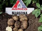 foto La patata la cultivar Marfona 
