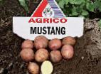 Photo Potatoes grade Mustang 