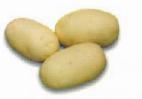 foto La patata la cultivar Salin