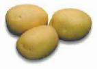 foto La patata la cultivar Cilvana