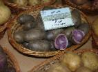 foto La patata la cultivar Siren