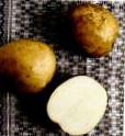 Photo Potatoes grade Aksamit