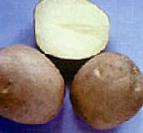 Foto Kartoffeln klasse Guslyar