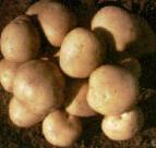 Photo Potatoes grade Elizaveta