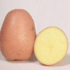 Photo une pomme de terre l'espèce Rozalind