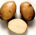 Foto Kartoffeln klasse Odissejj