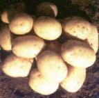Photo Potatoes grade Real