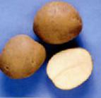 foto La patata la cultivar Padarunak