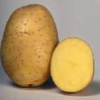 Photo une pomme de terre l'espèce Romula