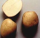 foto La patata la cultivar Zhivica