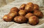 foto La patata la cultivar Svitanok kievskijj