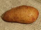Photo Potatoes grade Tiras