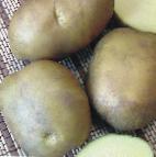 Photo Potatoes grade Karlita