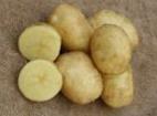 foto La patata la cultivar Sprint
