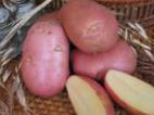 Foto Kartoffeln klasse Romano
