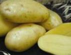 foto La patata la cultivar Zekura