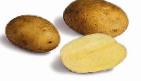 Foto Kartoffeln klasse Karatop
