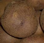 Photo Potatoes grade Fioletik