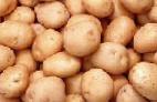 Foto Kartoffeln klasse Zhuravinka