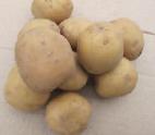Photo Potatoes grade Adretta