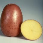 Photo une pomme de terre l'espèce Bellaroza