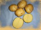 Foto Kartoffeln klasse Molli