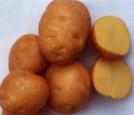 Photo Potatoes grade Solnechnyjj