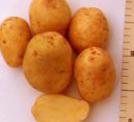 foto La patata la cultivar Ketskijj