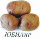 foto La patata la cultivar Yubilyar