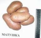 Photo Potatoes grade Matushka